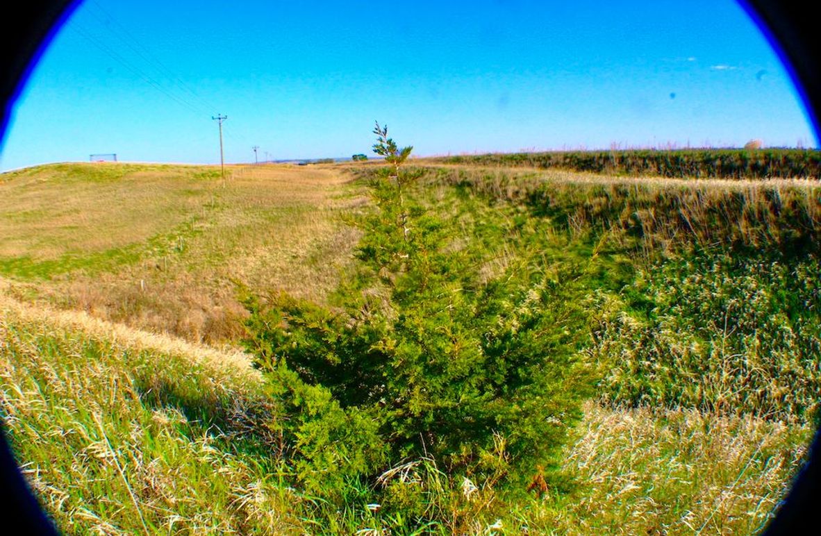 Cedar_Tree