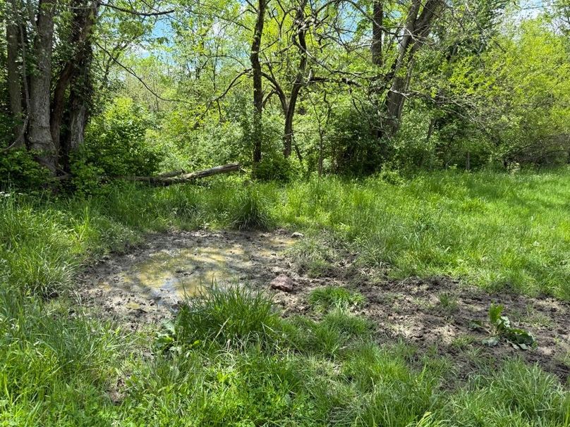 021 a mineral lick that is getting hit hard this spring