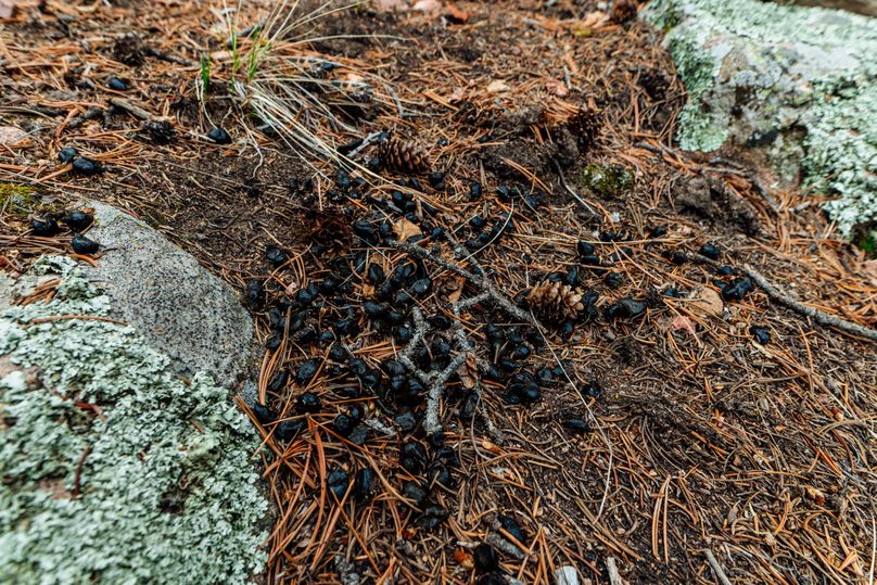 Teller 11.75 - 00014 elk scat
