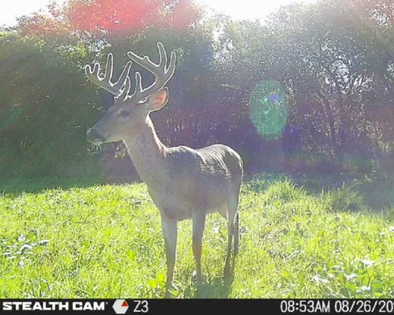 New Deer Trailcams (8)