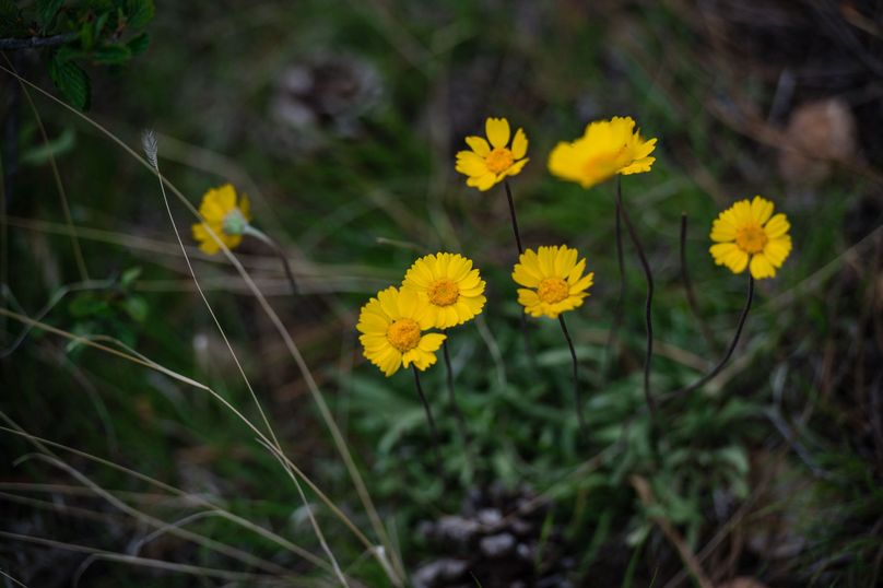 Teller CO 120 - 021 - lance-leaved coreopsis