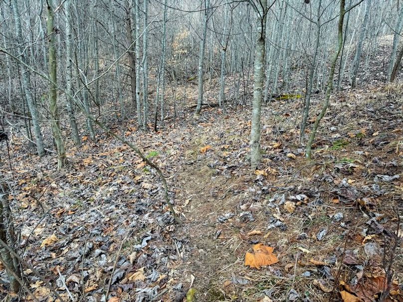 Doddridge, WV 79.08 AC Adams-58