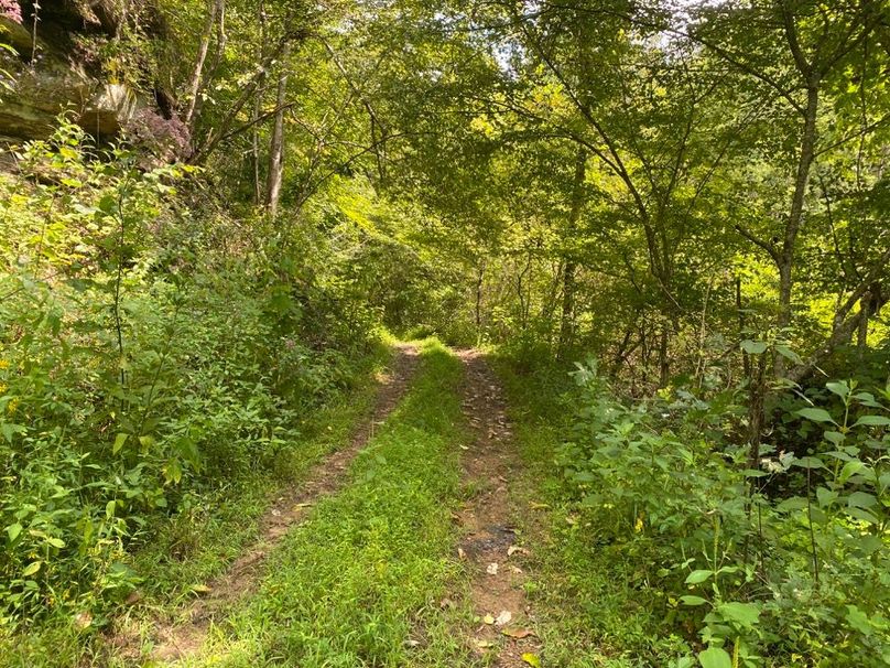 007 one of the old logging roads in the west area of the property