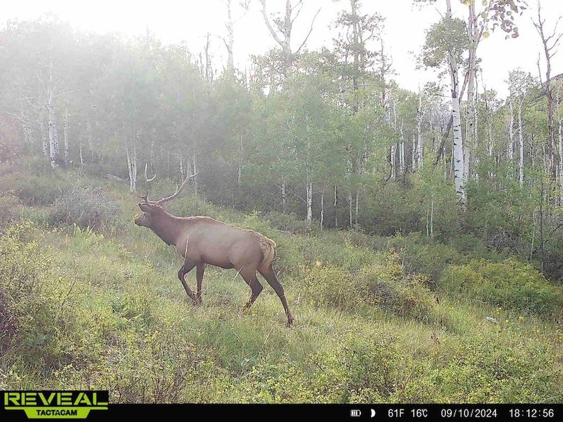 Copy of 864049052055672-60-4-09102024181256-HD-W1000501 (1)