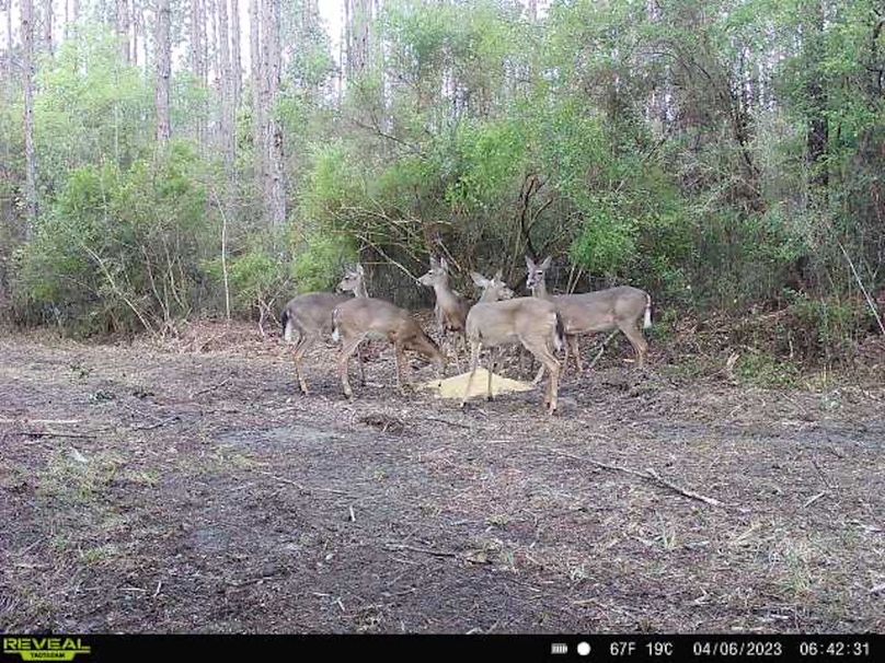 Trail Cam 2