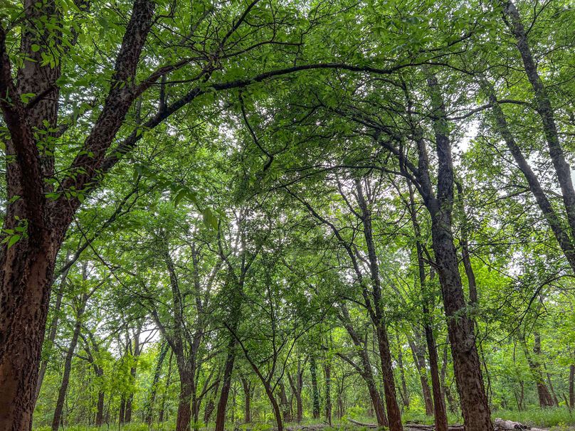 Brazos River Bottom Hunting Paradise Whitetail Properties