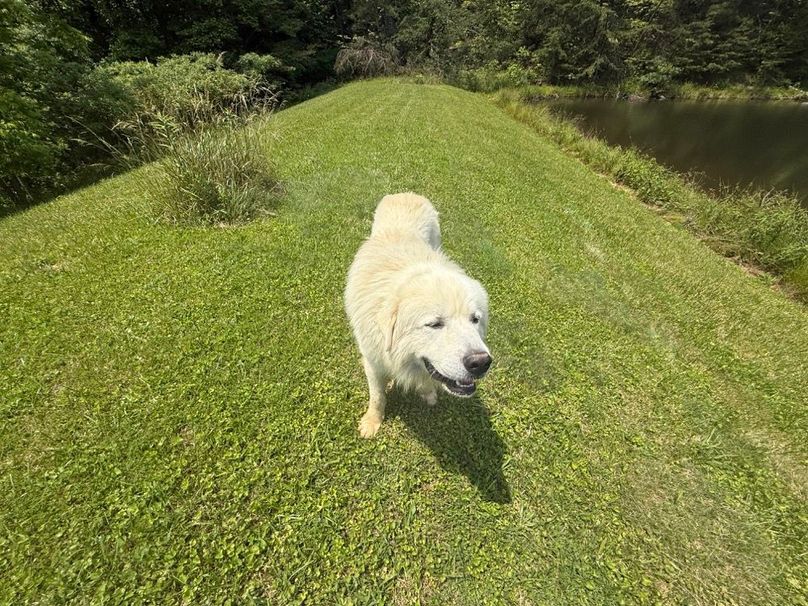 044 he doesn_t go with the property but he is a neighborhood friendly fellow that visits and loves kids!-2