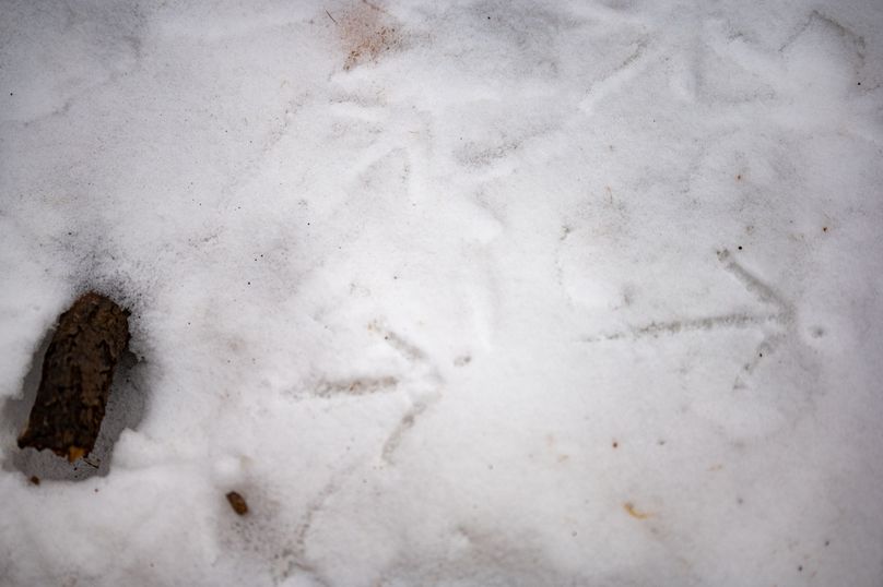 3 Pheasant tracks