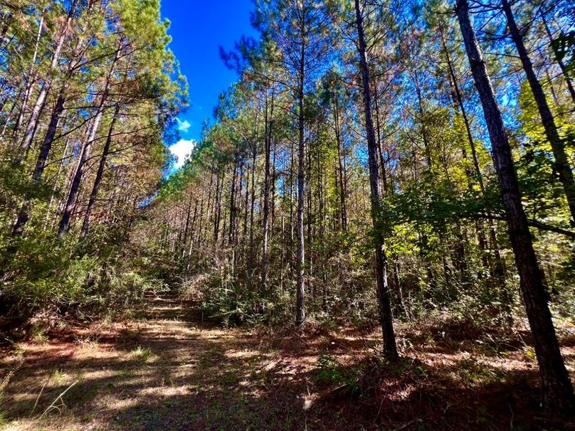 339D3B87-C3C2-4080-8CE9-76121F5A14C4_1_201_a