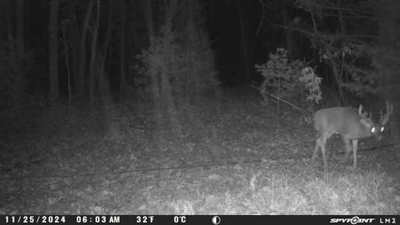 Copy of Trailcam3