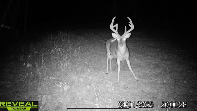 Clay 374.13 Trail Cam Photo-7