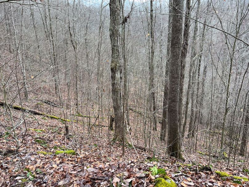 Calhoun, WV 225.69 AC Duffield-48