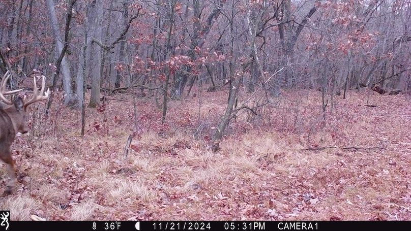 Sauk 174 Trailcam - 18