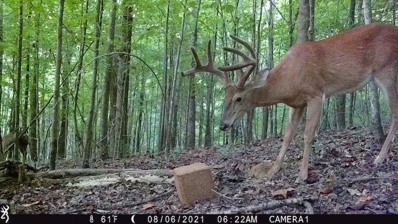trail cam44