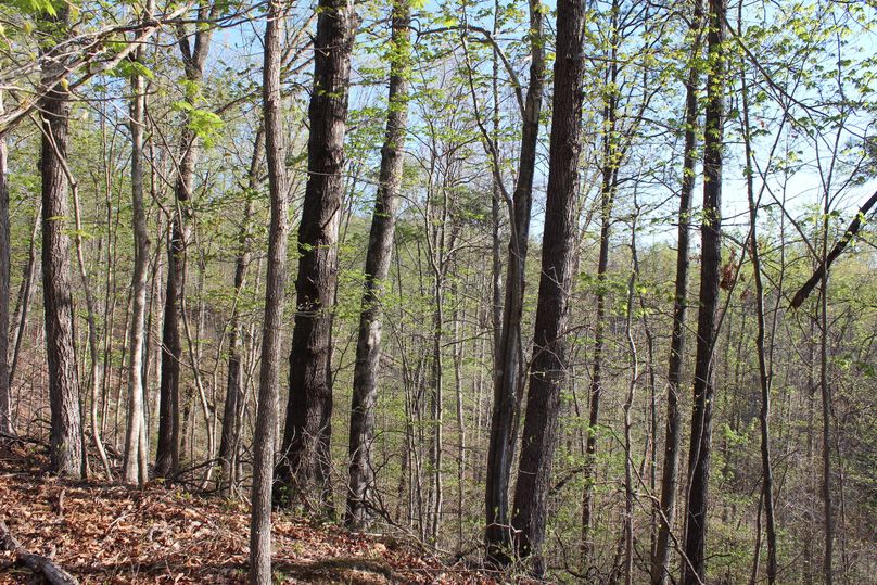 011 some of the bigger mature hardwoods in the west area of the property