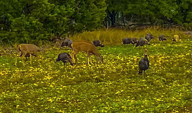 Bosque 294 Deer Cam Photos-16