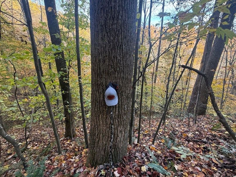 010 One of the many oversized poplars demonstrating strong marketable timber value-2