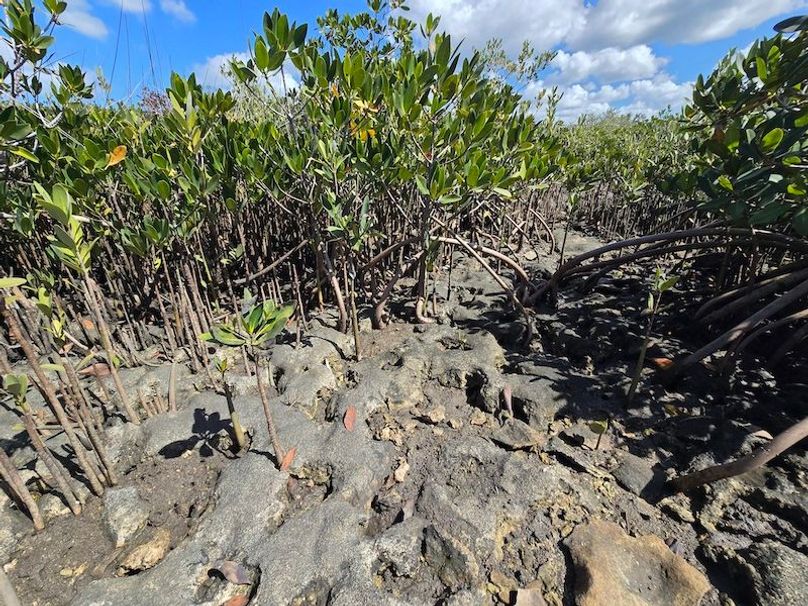 17.17ac, Citrus, Josiah Ronco57