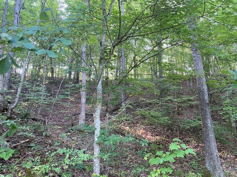 023 the forested hillside along the east boundary copy