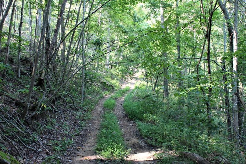 062 one of the many trail network roads leading throughout