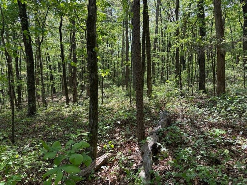 BC3ADDBF-F7F4-457C-AB34-83C7EA7FEB03_1_105_c