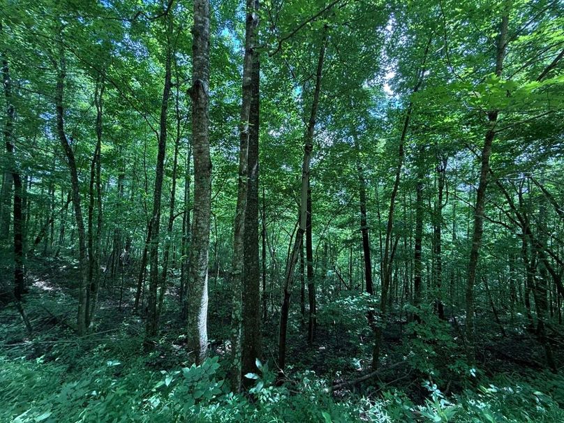 006 forested draw leading eastward to the main valley
