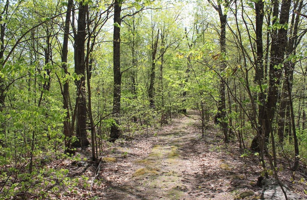 003 trail along an open hardwood ridge inside the west boundary of the property