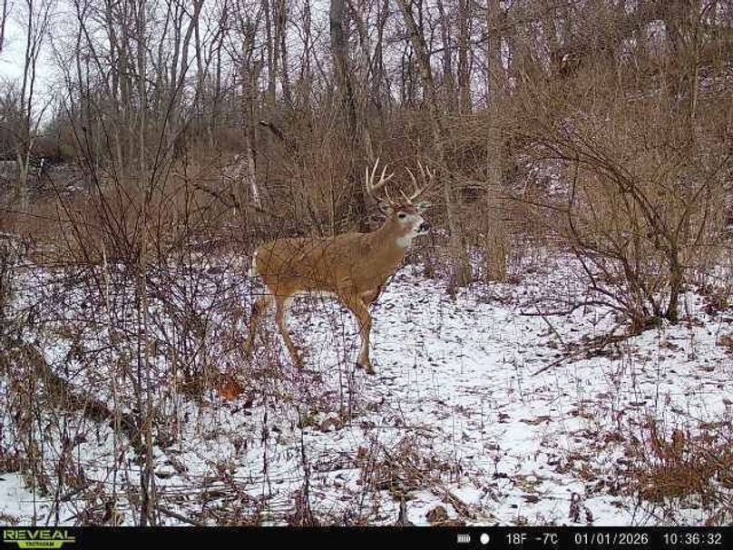 Trail Cam 010126