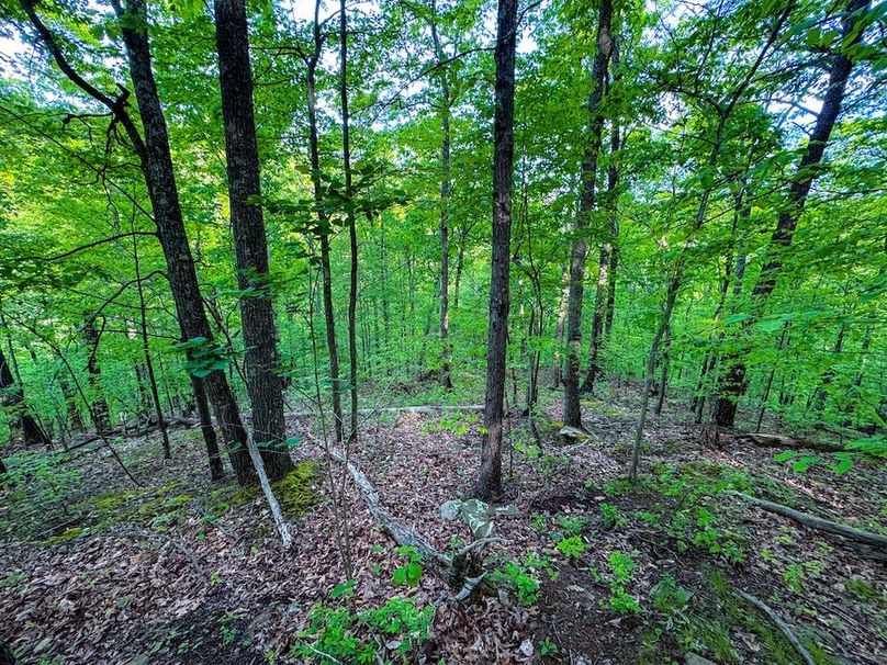 Wirt, WV 145.69 AC 273 Wildflower-35