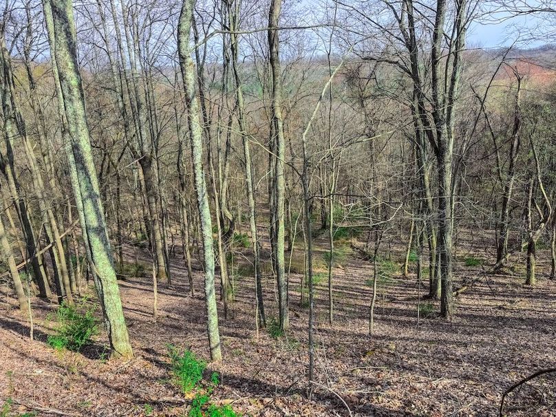 Ritchie, WV 206.08 AC Curriden-37