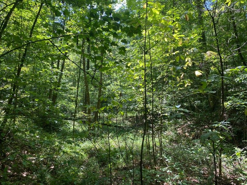 017 old field in the bottom of the valley near the middle of the property copy