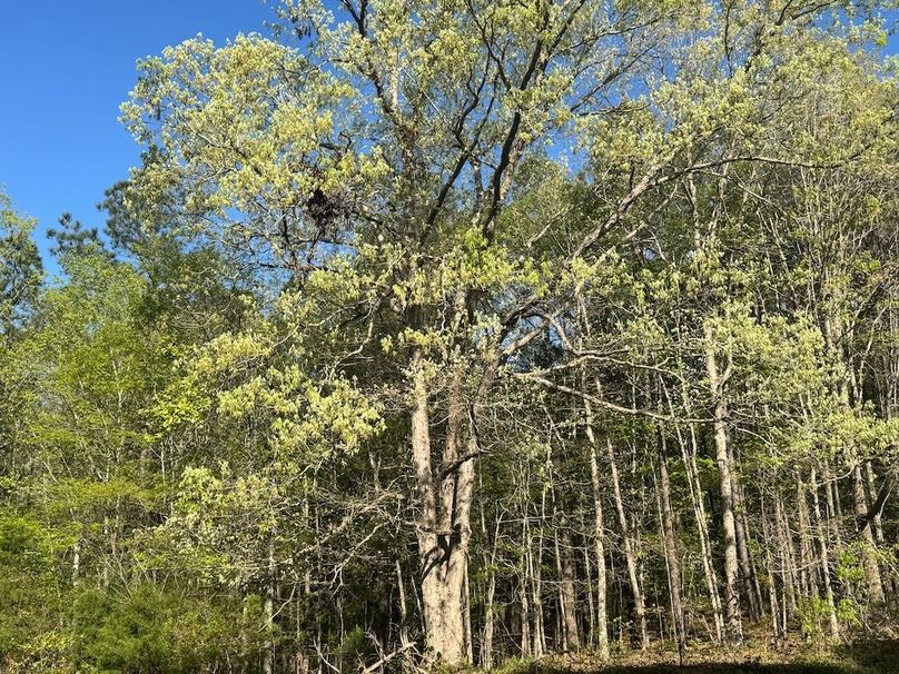 1Roadside oak