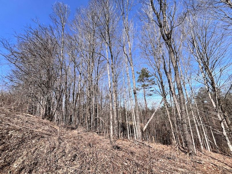 Lewis_26_Somberg Photo 62