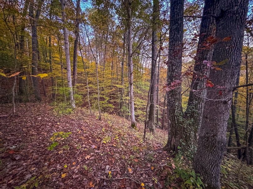 Wirt, WV 43 AC Berry-14