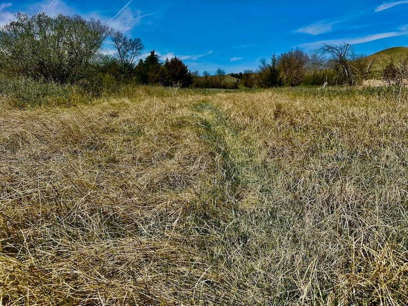 Grass(2)