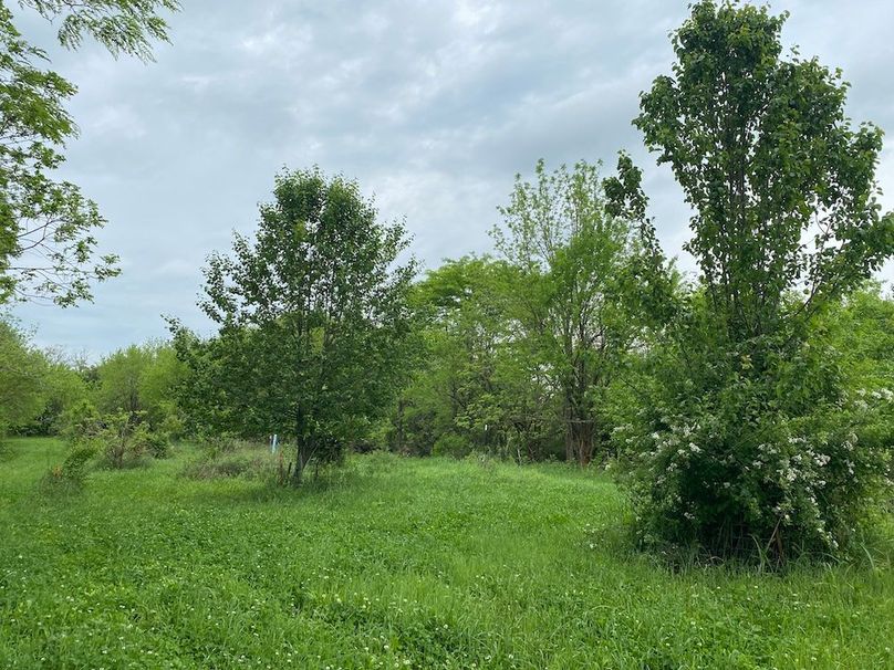 021 the fruit trees and food plot area to the north of the hunting blind copy