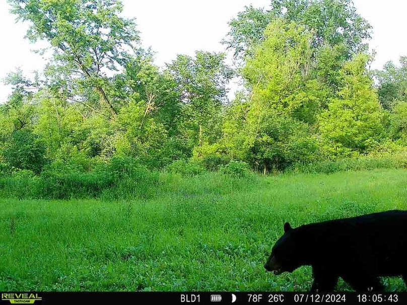 trailcam.Jackson35 - 1