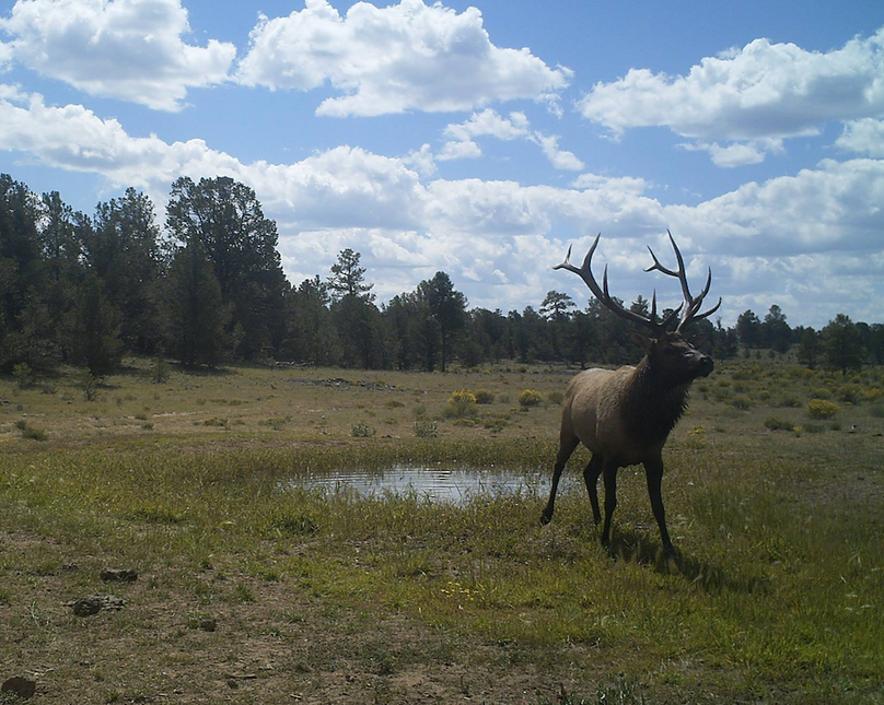 bull leaving water