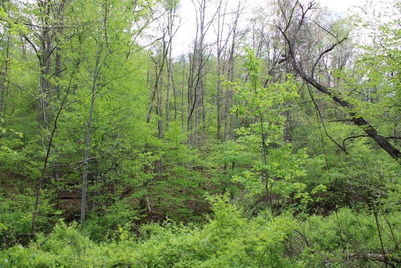 021 nice mix of young and mature timber