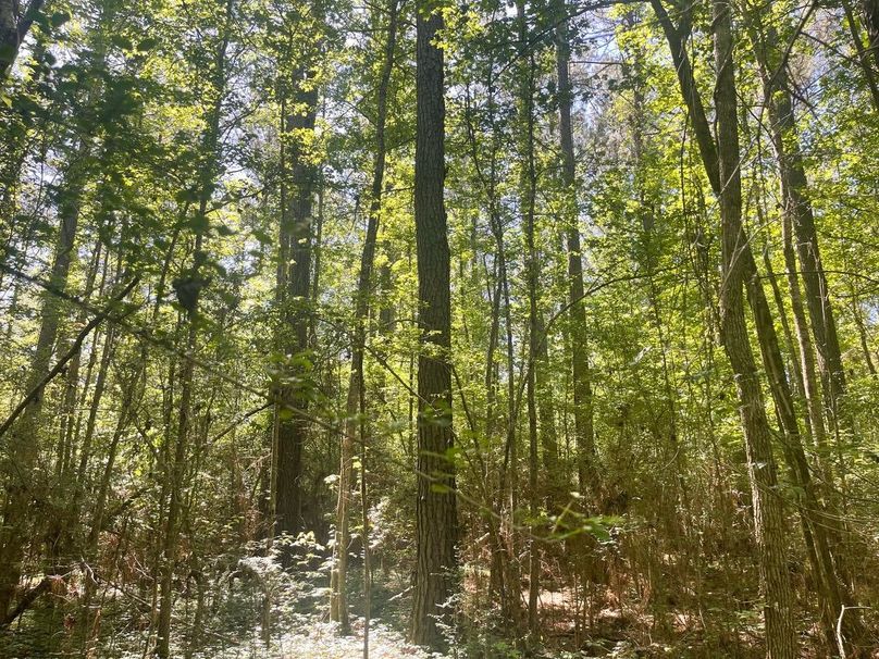 56411004-A4B8-4983-A5B6-20D08BC86192_1_105_c