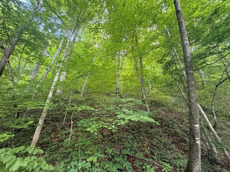 015 north facing slope in the west area of the property