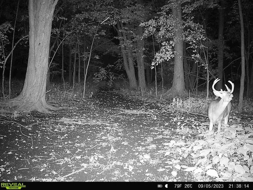 Deer Cam 4