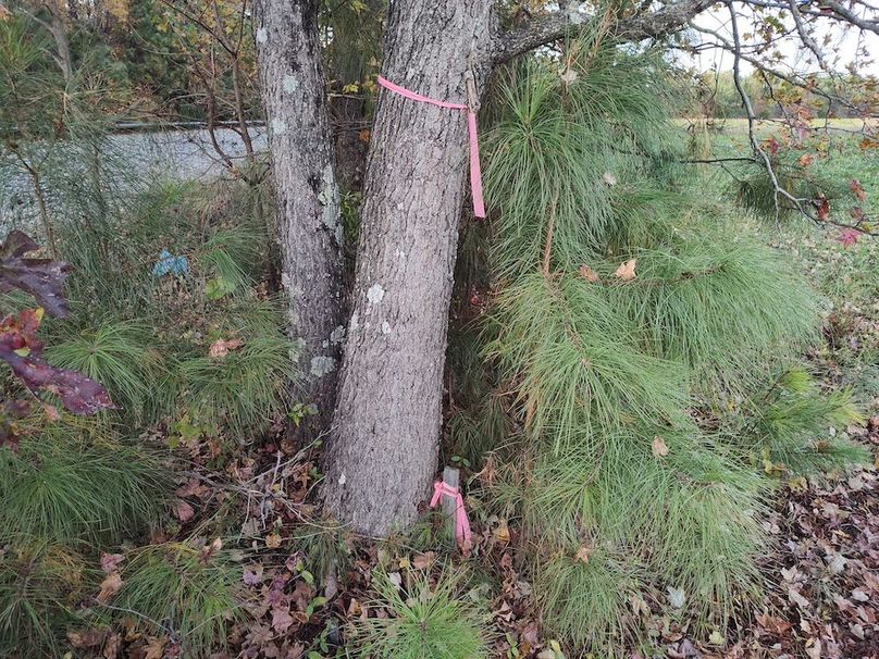 IMG_20251105_154525292