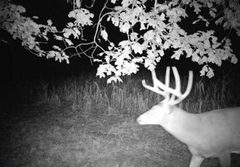 Copy of 934 Deer 2 Large