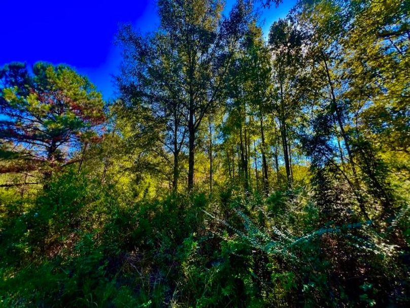 606E6418-625B-4762-B69D-FDFFD09282C1_1_105_c