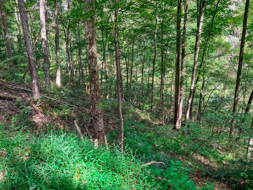 Calhoun, WV 101.8 AC Holly -08