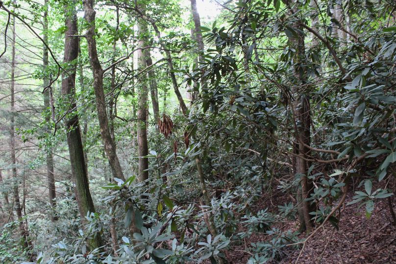 022 Mountain Laurel along the eastern boundary an gorged area and Lower Laurel Creek 