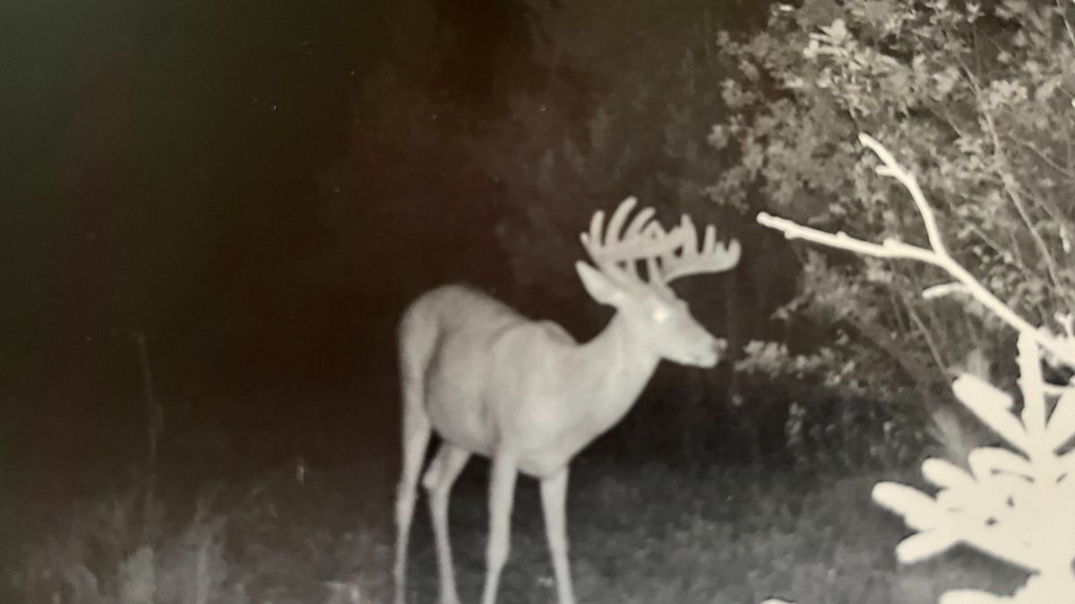 Phenomenal Whitetail Habitat And Building Location Near Chequamegon Bay