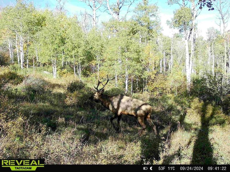 Copy of 864049052055672-30-4-09242024094122-HD-W1001209 (1)