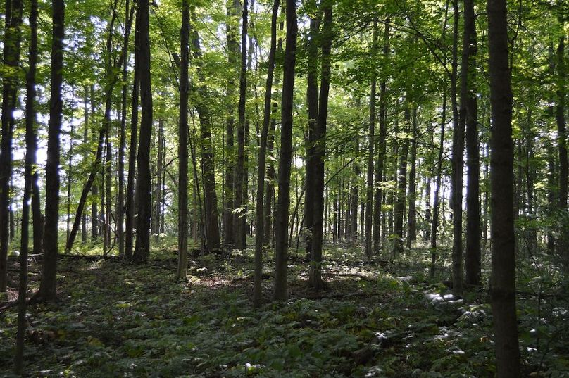 Woods in NE corner